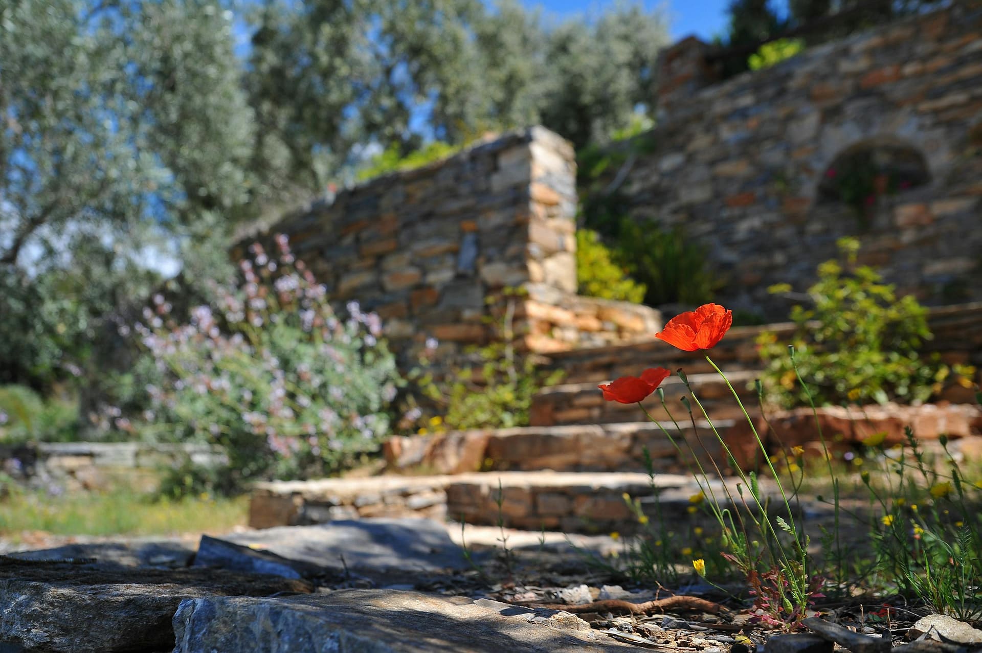 Close-up of red poppies blooming in a rustic garden with a blurred stone wall background.